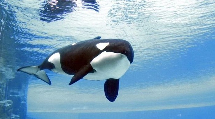 Kiska, panus pembunuh yang mati di penangkaran