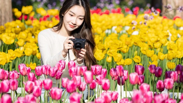 Turis mengambil foto bunga tulip di Kebun Raya Nanjing Zhongshan, Nanjing, Provinsi Jiangsu, China, Senin (13/3/2023). Â Â Turis mengambil foto bunga tulip di Kebun Raya Nanjing Zhongshan, Nanjing, Provinsi Jiangsu, China, Senin (13/3/2023). Â Â