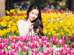 8 Arti Bunga Tulip Berdasarkan Warna, Lambang Cinta hingga Harapan