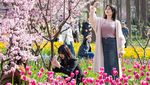 Lihat Tulip Nggak Usah Jauh-jauh ke Belanda, China Juga Punya!