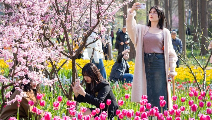 NANJING, CHINA - MARCH 13: Tourists take photos of tulip flowers at Nanjing Zhongshan Botanical Garden on March 13, 2023 in Nanjing, Jiangsu Province of China. (Photo by Su Yang/VCG via Getty Images)