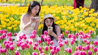 Lebih dari 50 jenis bunga tulip sedang bermekaran di taman ini.  