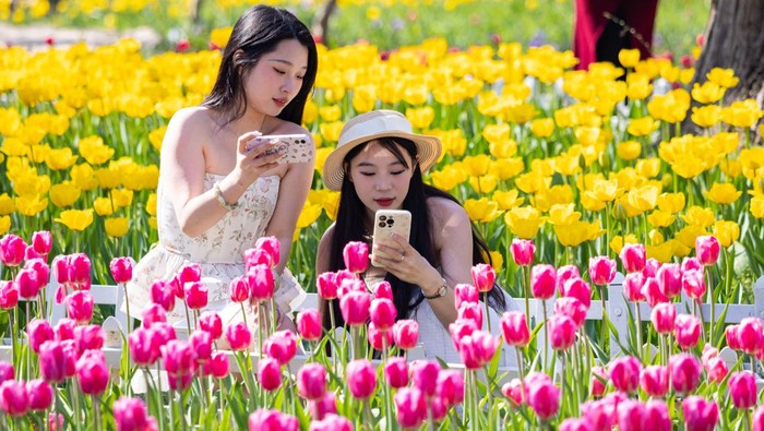 NANJING, CHINA - MARCH 13: Tourists take photos of tulip flowers at Nanjing Zhongshan Botanical Garden on March 13, 2023 in Nanjing, Jiangsu Province of China. (Photo by Su Yang/VCG via Getty Images)