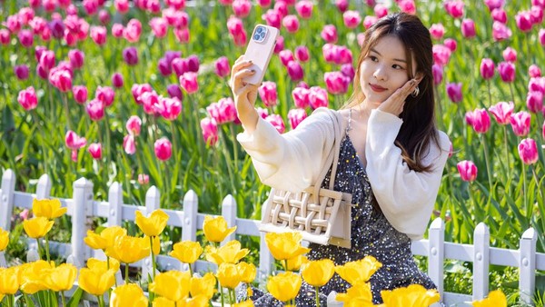 Bunga-bunga tulip di sini pun tampak begitu terawat. Rasanya tak bosan berlama-lama memandanginya. Apalagi udara di sini juga sejuk, pas sekali buat jalan-jalan santai sambil melihat keindahan kebun.  