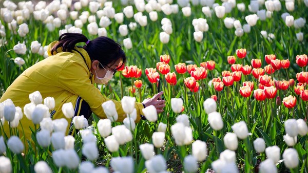 Bunga akan mulai bermekaran pada pertengahan Maret ketika cuaca tidak terlalu dingin. Namun, untuk melihat tulip di Kebun Raya Nanjing Zhongshan, waktu terbaik adalah pertengahan bulan Maret hingga awal Mei.  