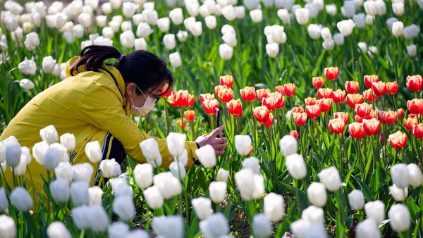 Bunga akan mulai bermekaran pada pertengahan Maret ketika cuaca tidak terlalu dingin. Namun, untuk melihat tulip di Kebun Raya Nanjing Zhongshan, waktu terbaik adalah pertengahan bulan Maret hingga awal Mei. Â Bunga akan mulai bermekaran pada pertengahan Maret ketika cuaca tidak terlalu dingin. Namun, untuk melihat tulip di Kebun Raya Nanjing Zhongshan, waktu terbaik adalah pertengahan bulan Maret hingga awal Mei. Â