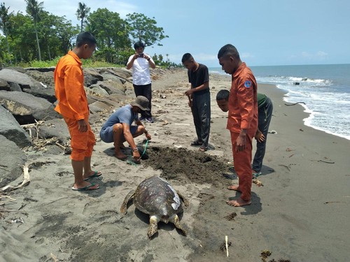 Penyu hijau mati terdampar di Pantai Perancak, Jembrana.