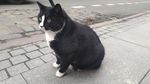 Potret Gacek Si Kucing Viral Idola Para Turis