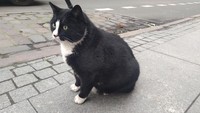 Dalam bahasa Polandia, Gacek memiliki arti kelelawar yang bertelinga panjang. Gacek adalah kucing liar yang kini diadopsi oleh warga kota Szczecin. Tidak mencoba menghilangkan kepopulerannya, Gacek dibuatkan rumah di pinggir jalan Kaszubska. Instagram @kotgacekeveryday via REUTERS  