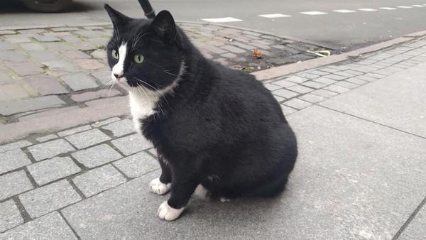 Dalam bahasa Polandia, Gacek memiliki arti kelelawar yang bertelinga panjang. Gacek adalah kucing liar yang kini diadopsi oleh warga kota Szczecin. Tidak mencoba menghilangkan kepopulerannya, Gacek dibuatkan rumah di pinggir jalan Kaszubska. Instagram @kotgacekeveryday via REUTERS  