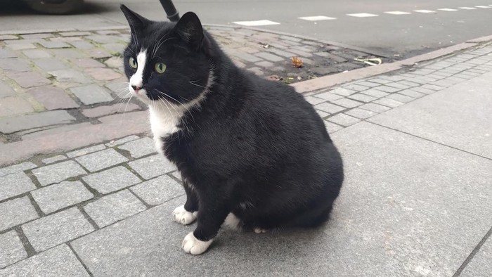 Gacek the cat sits on the pavement, in Szczecin, Poland January 25, 2023, in this picture obtained from social media. Instagram @kotgacekeveryday/via REUTERS THIS IMAGE HAS BEEN SUPPLIED BY A THIRD PARTY. MANDATORY CREDIT.