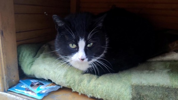 Menurut data pencarian google, ada lebih dari 1.000 ulasan tentang kucing belang hitam ini. Bahkan ada peringkat kepuasan 4,9 dari nilai 5. Pada tahun 2020 lalu, media lokal wSzczecinie mencatat memberikan julukan Raja Jalanan Kaszubska pada Gacek. Video tentang Gacek saja sudah ditonton sampai 4,5 juta kali di Facebook dan Youtube. Instagram @kotgacekeveryday via REUTERS Menurut data pencarian google, ada lebih dari 1.000 ulasan tentang kucing belang hitam ini. Bahkan ada peringkat kepuasan 4,9 dari nilai 5. Pada tahun 2020 lalu, media lokal wSzczecinie mencatat memberikan julukan Raja Jalanan Kaszubska pada Gacek. Video tentang Gacek saja sudah ditonton sampai 4,5 juta kali di Facebook dan Youtube. Instagram @kotgacekeveryday via REUTERS