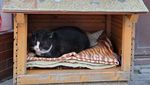 Potret Gacek Si Kucing Viral Idola Para Turis