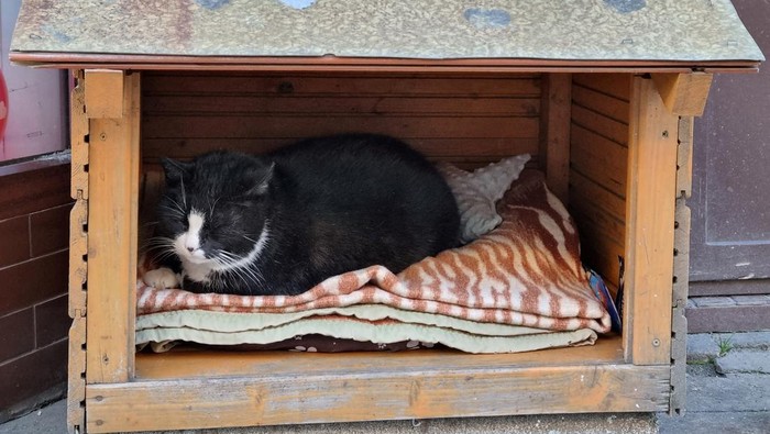 Gacek the cat sits in a small open-fronted wooden box in Szczecin, Poland, March 1, 2023. REUTERS/Lynne Schoeman