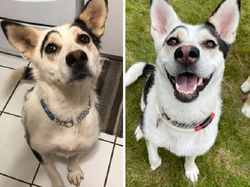 Potret Before-After Penyelamatan Hewan Bikin Haru dan Kagum