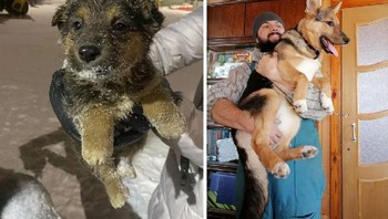 Sebelum dan setelah adopsi. Anak anjing yang kami selamatkan pada Desember 2021. Foto: Boredpanda