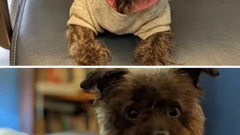 Kami mengadopsi Luna pada minggu lalu dan dia memiliki jadwal hari ini untuk grooming. Saya tidak yakin kami mendapatkan anjing yang sama kembali (sebelum grooming) Foto: Boredpanda