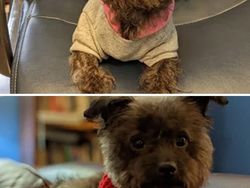 Potret Before-After Penyelamatan Hewan Bikin Haru dan Kagum