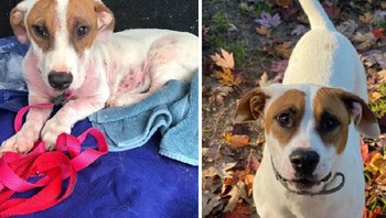 Setelah seseorang membuangnya dari jendela, tubuhnya dipenuhi lebih dari 30 kutu, tungau hingga botak. Tapi kini ia lebih sehat. Kami menjaganya karena kami ingin dia memiliki kehidupan yang baik dan dia adalah anjing paling bahagia, paling penyayang yang pernah kami miliki. Foto: Boredpanda