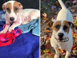 Potret Before-After Penyelamatan Hewan Bikin Haru dan Kagum