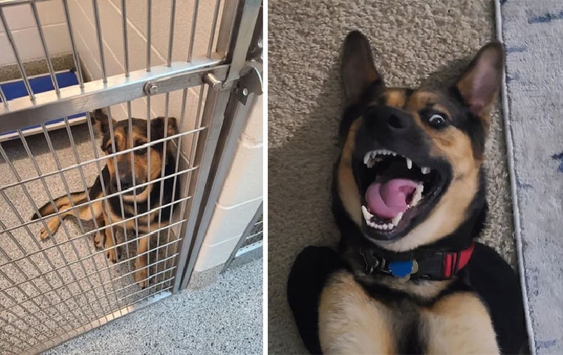 Potret Transformasi Penyelamatan Hewan Bikin Haru dan Kagum