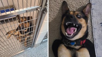 My boy Jake Foto: Boredpanda