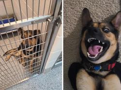 Potret Before-After Penyelamatan Hewan Bikin Haru dan Kagum