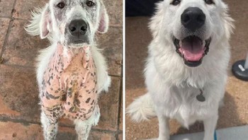 Anjing ini bernama Kodiak, dulu kurus kering hingga bulunya rontok tapi sekarang begitu sehat. Foto: Boredpanda