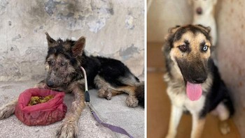 Ini adalah kondisi Tala dulu, perubahannya membuat kami takut dan terpesona. Ia datang dan kami sambut dengan kasih dan cinta serta lingkungan yang aman. Foto: Boredpanda