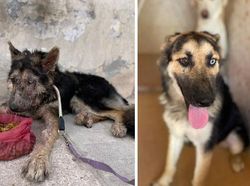 Potret Before-After Penyelamatan Hewan Bikin Haru dan Kagum