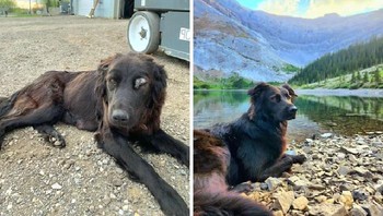 Transformasi Jess, ia tersesat saat kami menemukannya. Dokter hewan mengatawan bahwa ia memiliki 1 minggu untuk bertahan hidup. Mei 2021 vs. Agustus 2022 Foto: Boredpanda