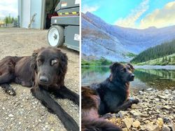 Potret Before-After Penyelamatan Hewan Bikin Haru dan Kagum