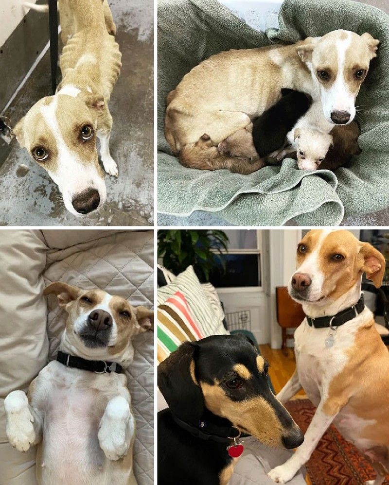 Potret Transformasi Penyelamatan Hewan Bikin Haru dan Kagum