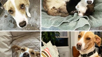 Kondisi miris Ronnie yang kelaparan hingga kurung sampai tulang tubuhnya timbul. Satu tahun kemudian ia tumbuh menjadi anjing yang sehat, gemuk dan periang. Foto: Boredpanda