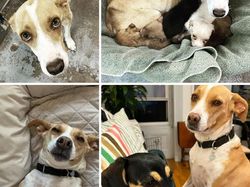 Potret Before-After Penyelamatan Hewan Bikin Haru dan Kagum