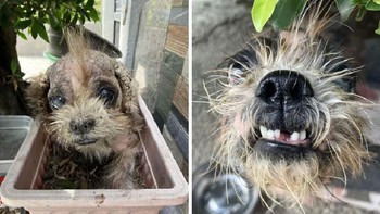 Dengan cinta dan perhatian, semua yang sakit dapat disembuhkan. Foto: Boredpanda