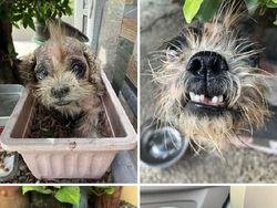 Potret Before-After Penyelamatan Hewan Bikin Haru dan Kagum