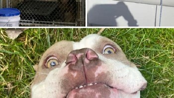 Bukan anjing pribadi saya, tapi ia dekat di hati. Seperti salah satu sukarelawan shelter reguler kami berkata, dia datang jauh. Foto: Boredpanda