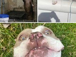 Potret Before-After Penyelamatan Hewan Bikin Haru dan Kagum