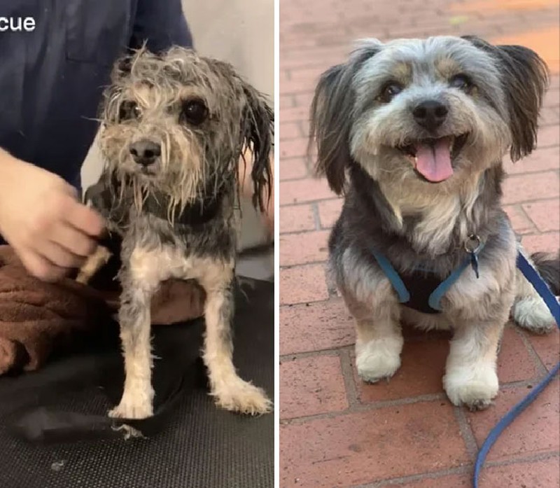 Potret Transformasi Penyelamatan Hewan Bikin Haru dan Kagum