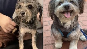 Kaze anjing mungil yang sekarang sudah ceria. Foto: Boredpanda