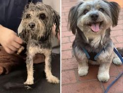 Potret Before-After Penyelamatan Hewan Bikin Haru dan Kagum