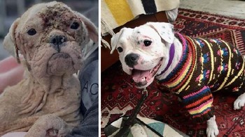 Apakah kami memberikan Bebe kehidupan terbaiknya? Astaga, benar kami melakukannya! Kami masih terus mengobatinya, tetapi semangatnya yang tak tergoyahkan membuat kami tetap maju. Dia adalah idola saya! Tiga sorakan untuk Qtip Foto: Boredpanda