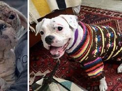 Potret Before-After Penyelamatan Hewan Bikin Haru dan Kagum