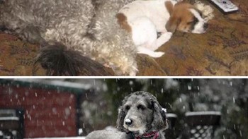 Kami menemukan Sophie saat ia berusia satu setengah tahun. Ia ketakutakan dengan apapun. Tapi akhirnya ia menjadi anjing termanis, paling tenang, dan paling penyayang yang pernah saya temui. Dia hidup sampai hampai 15 tahun Foto: Boredpanda