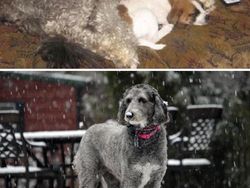 Potret Before-After Penyelamatan Hewan Bikin Haru dan Kagum