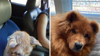 Dulu anjing ini penuh kutu dan jamuran di tubuhnya, setelah dirawat bulunya tumbuh begitu lebat dan sehat. Foto: Boredpanda