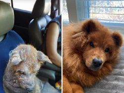 Potret Before-After Penyelamatan Hewan Bikin Haru dan Kagum