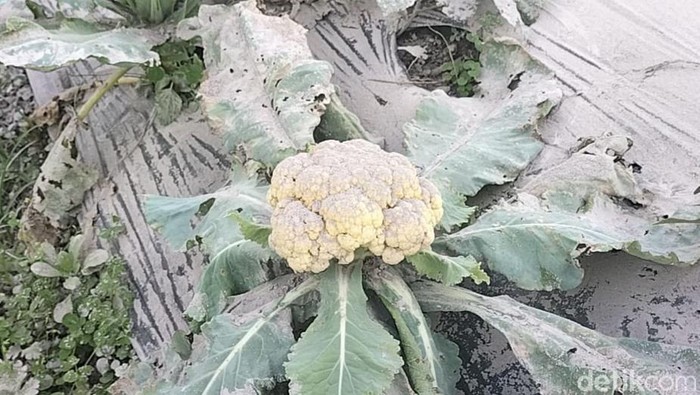 Tanaman bunga kol di Boyolali yang rusak diguyur abu vulkanik Merapi.