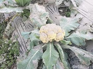 Diguyur Abu Merapi, Pertanian Bunga Kol dan Brokoli di Boyolali Rusak